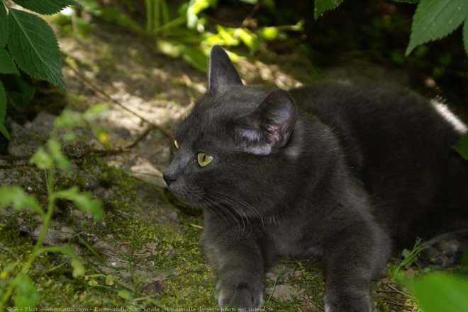 Photo de Chartreux