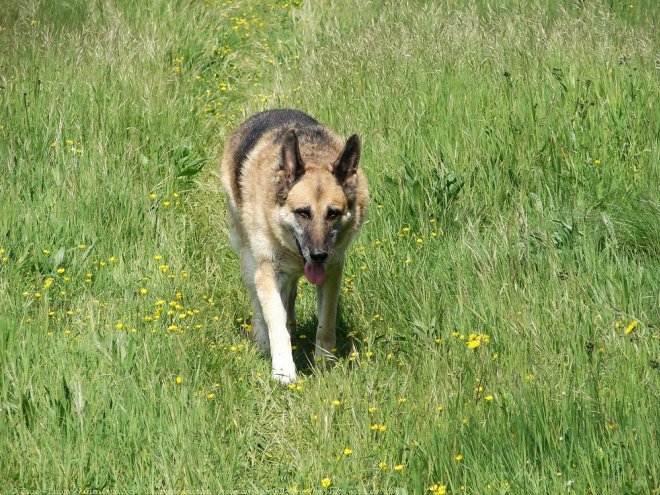 Photo de Berger allemand  poil court