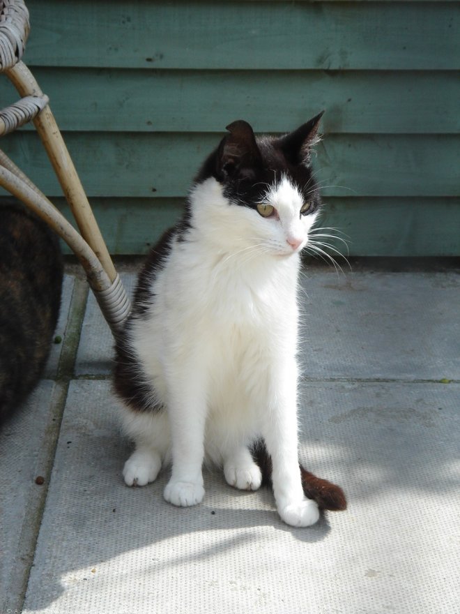 Photo de Chat domestique