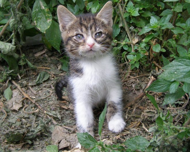 Photo de Chat domestique