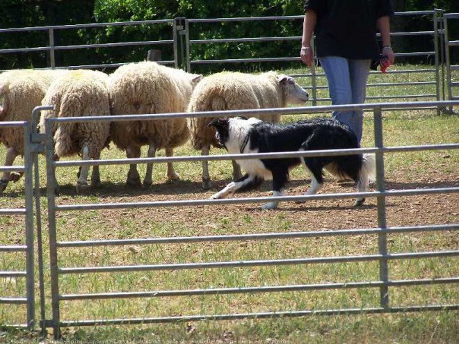 Photo de Border collie