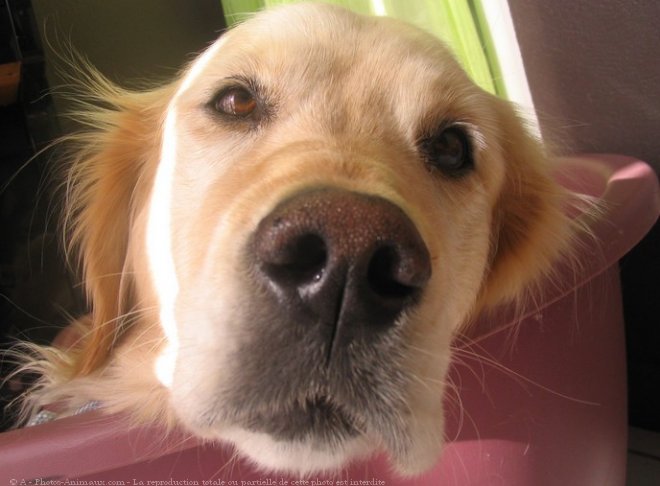 Photo de Golden retriever