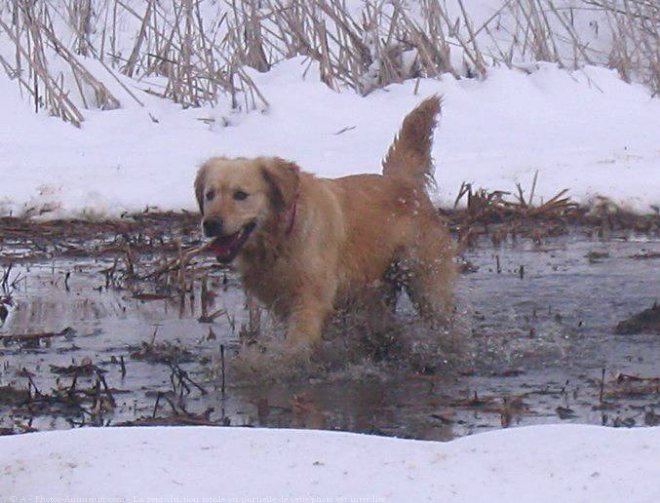 Photo de Golden retriever