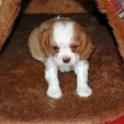 Photo de Cavalier king charles spaniel