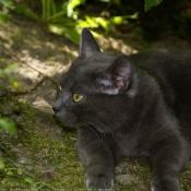 Photo de Chartreux