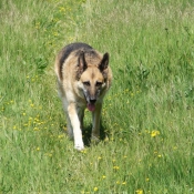 Photo de Berger allemand  poil court