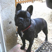 Photo de Bouledogue franais