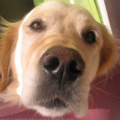 Photo de Golden retriever