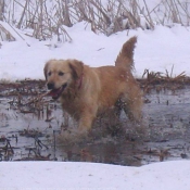 Photo de Golden retriever