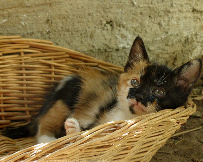 Photo de Chat domestique