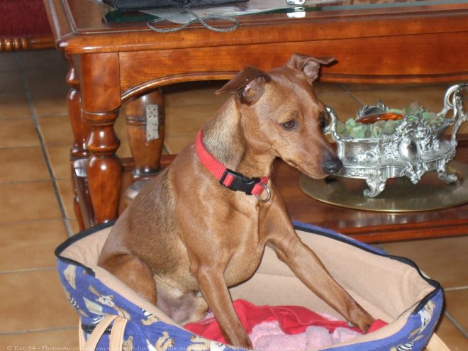 Photo de Pinscher nain