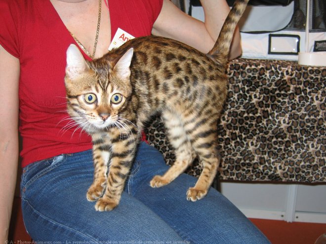 Photo de Bengal