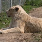 Photo de Lion