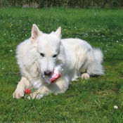 Photo de Berger blanc suisse