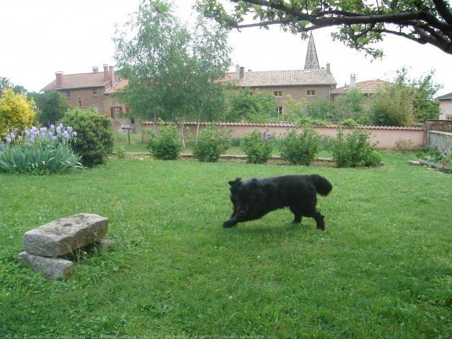 Photo de Chien de terre-neuve