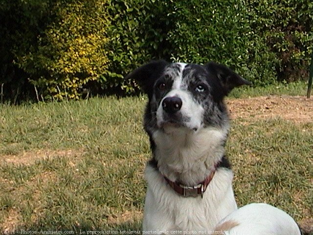 Photo de Border collie