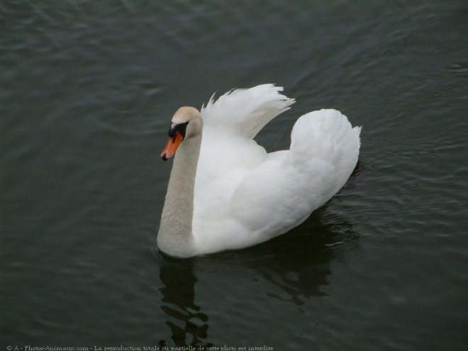 Photo de Cygne