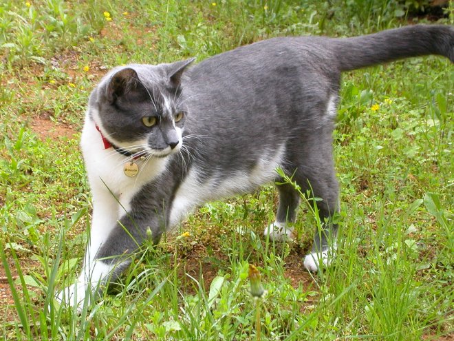 Photo de Chat domestique