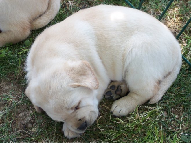 Photo de Labrador retriever