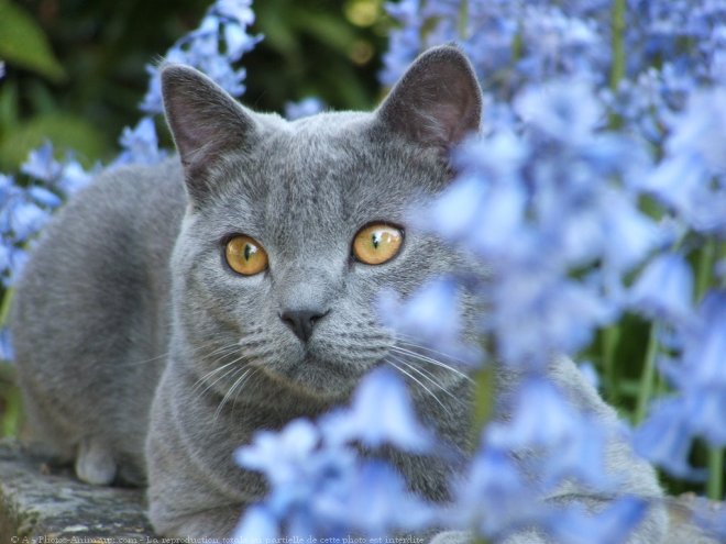 Photo de Chartreux