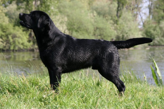 Photo de Labrador retriever