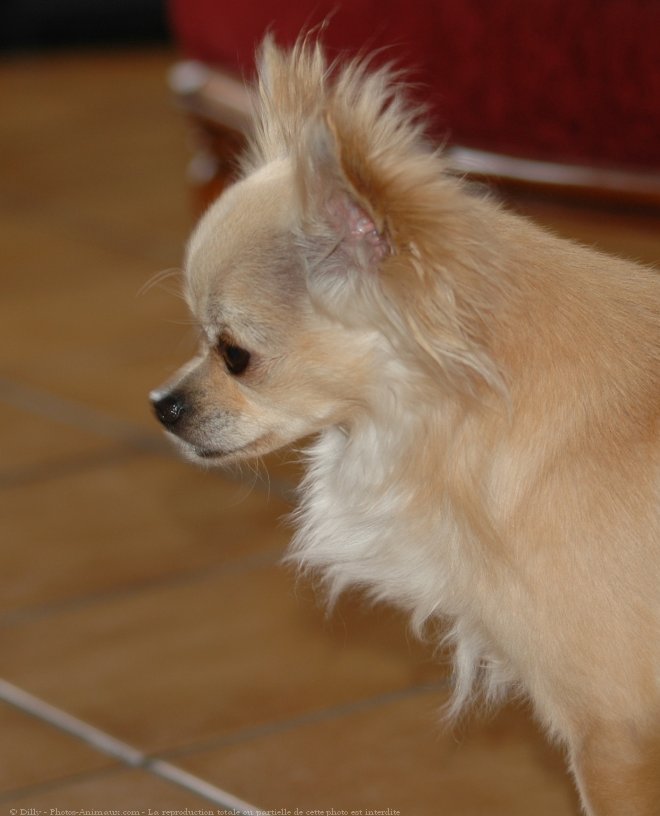 Photo de Chihuahua  poil long