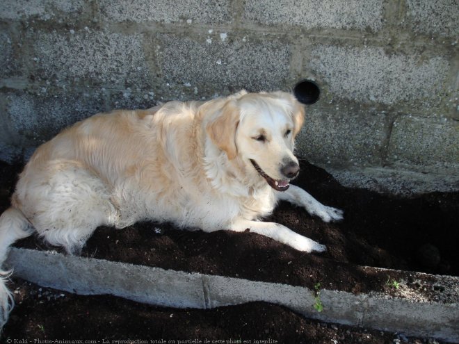 Photo de Golden retriever