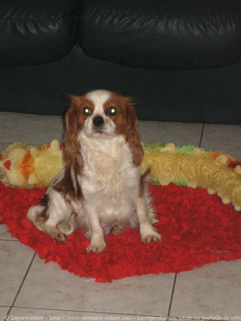 Photo de Cavalier king charles spaniel