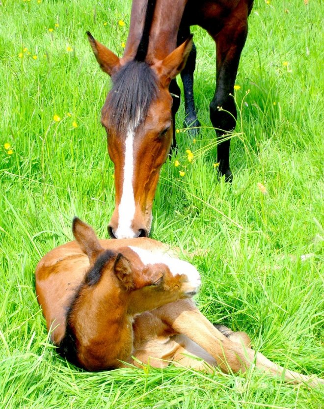 Photo de Trotteur franais