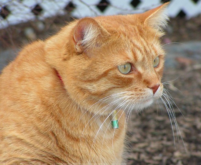 Photo de Chat domestique