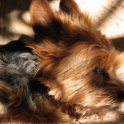 Photo de Yorkshire terrier