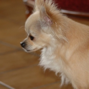 Photo de Chihuahua  poil long