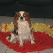 Photo de Cavalier king charles spaniel