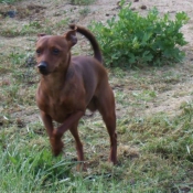 Photo de Pinscher nain