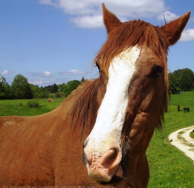 Photo de Races diffrentes