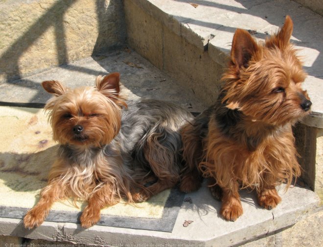 Photo de Yorkshire terrier