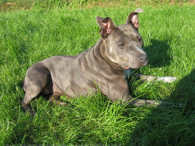 Photo d'American staffordshire terrier