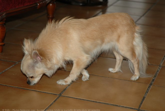 Photo de Chihuahua  poil long