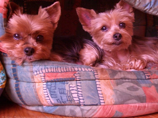 Photo de Yorkshire terrier