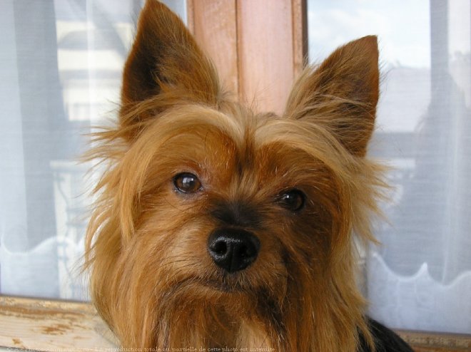 Photo de Yorkshire terrier