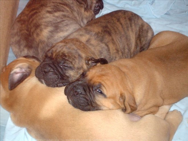 Photo de Bullmastiff