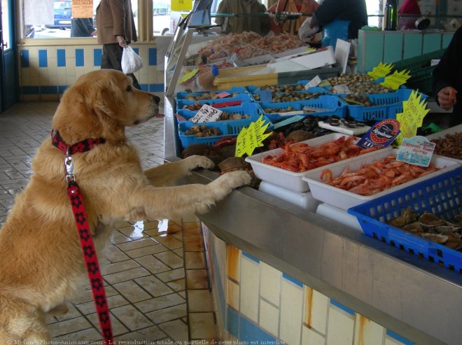 Photo de Golden retriever