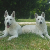 Photo de Berger blanc suisse