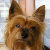 Photo de Yorkshire terrier