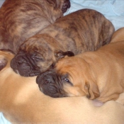 Photo de Bullmastiff