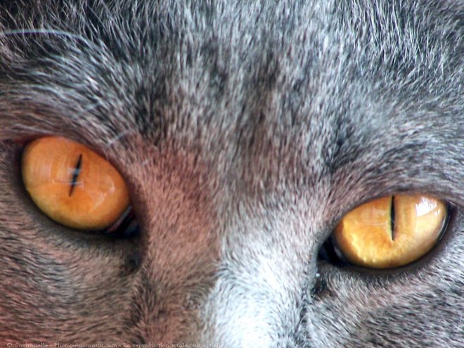 Photo de Chartreux