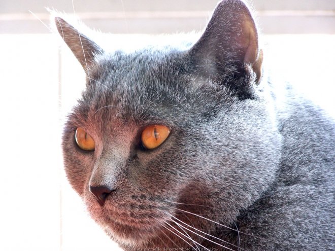 Photo de Chartreux