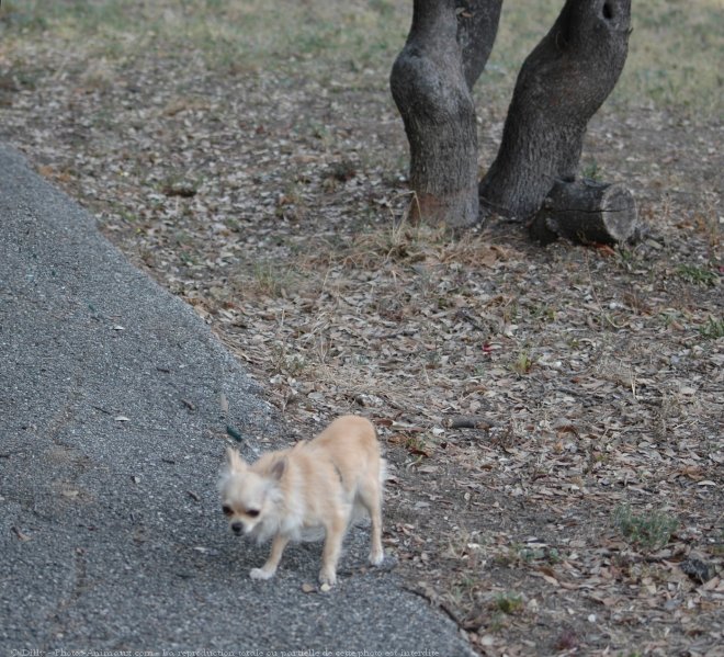 Photo de Chihuahua  poil long