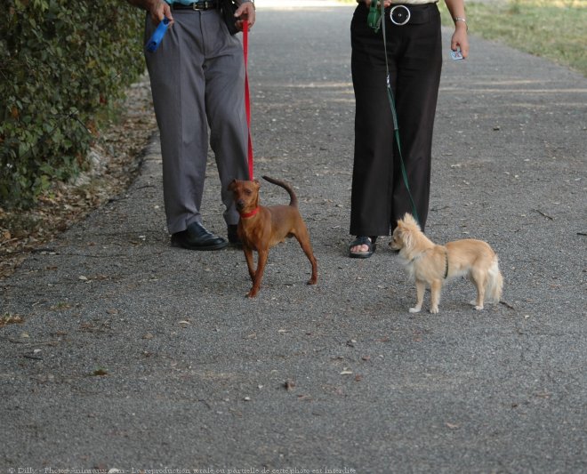 Photo de Chihuahua  poil long