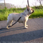 Photo de Bouledogue franais